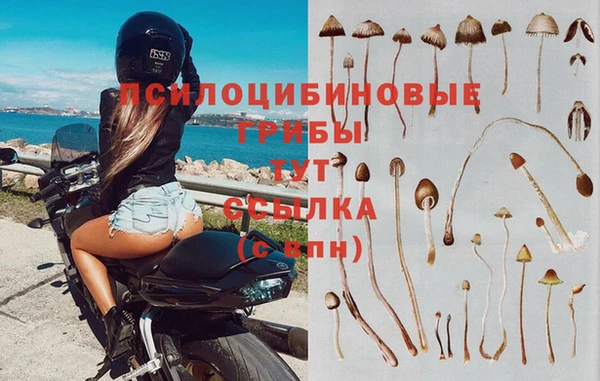 индика Каменногорск