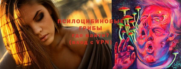 индика Каменногорск